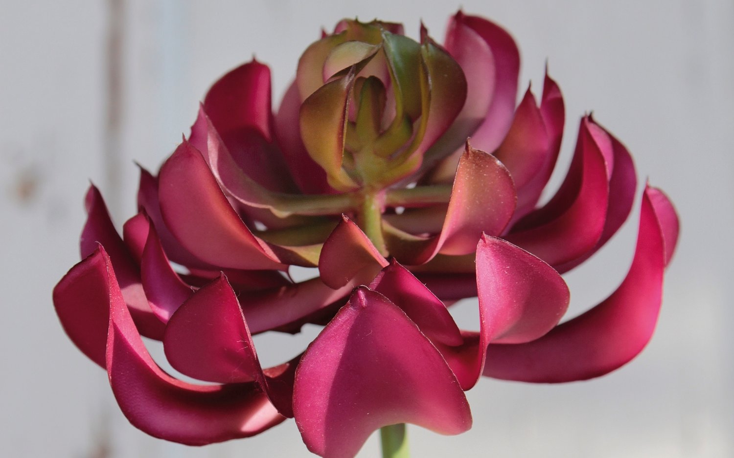 6487 849 a3 Эониум искусственный на палочке, 13 см, Ø 10 см, зелено-бордовый H-andreas  - Вид №5