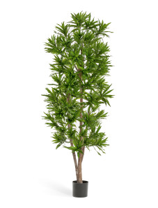 10.36705N Драцена Рефлекса Цветочная коллекция