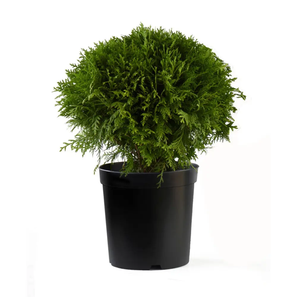 Туя западная Даника ø15 h30 см 84832912 STLM-2035621 PLANTMARKET 