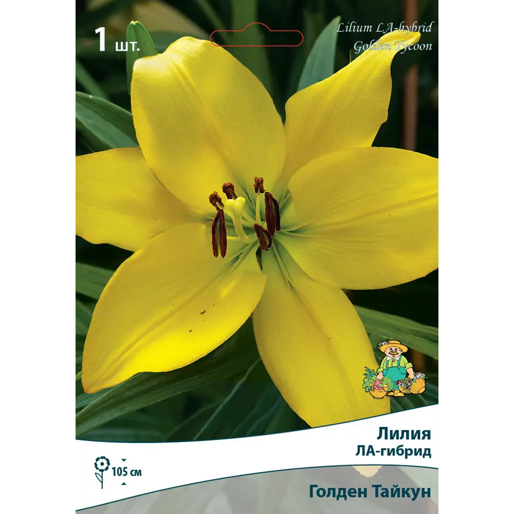 Лилии ЛА-гибриды Голден Тайкун 82530216 STLM-2163552 Santreyd 