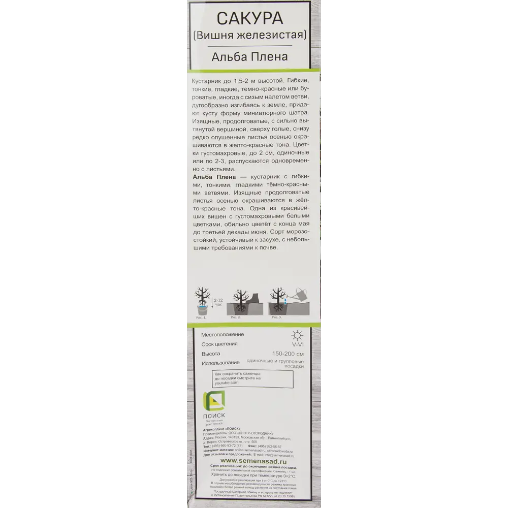 Сакура (Вишня декоративная) в ассортименте 17503392 STLM-2006464 Santreyd  - Вид №2