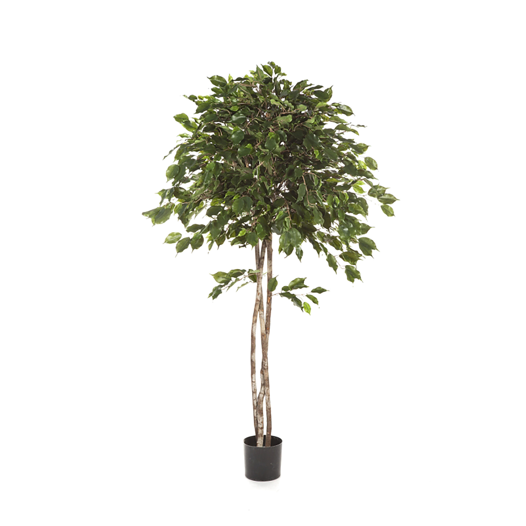 2000983189936 Фикус Бенджамина зонтичный 180 см CARPET DECOR 