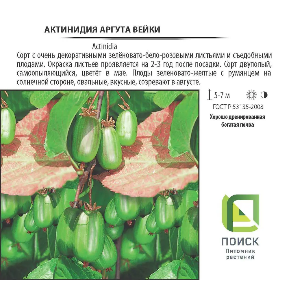 Santreyd Актинидия аргута «Вейки» - декоративная лиана с плодами 81969617 STLM-0962155 - Вид №1