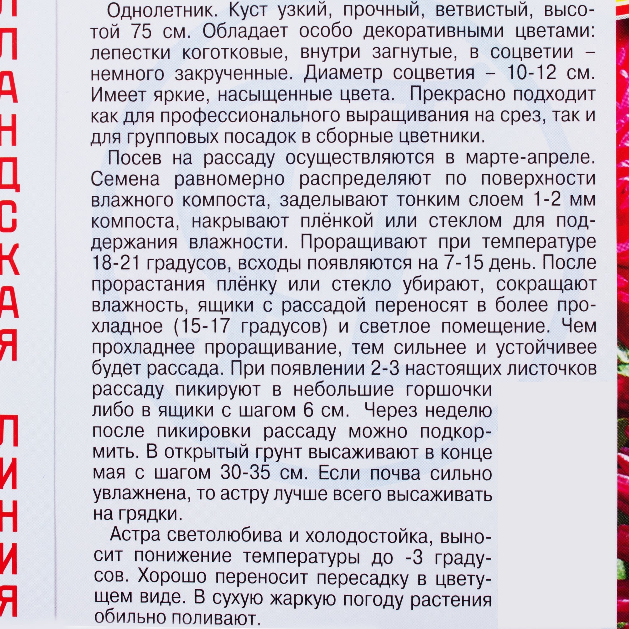 81931595 Астра «Гримлин», цвет красный Santreyd  - Вид №2