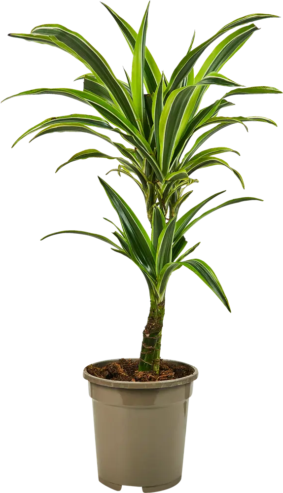 Santreyd Драцена Лемон Лайм — тропическая изящность для вашего интерьера 85324832