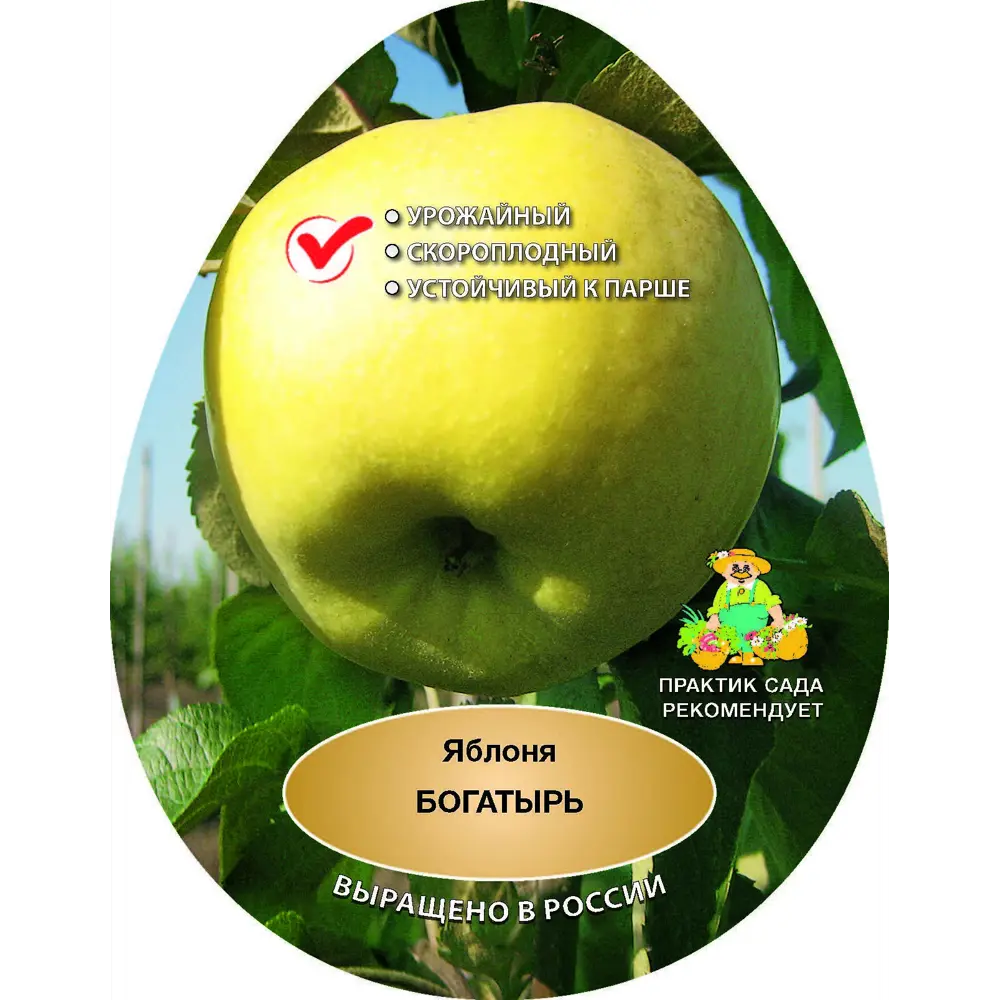 Яблоня Богатырь сетка h200 см 87737969 STLM-2165092 Santreyd 
