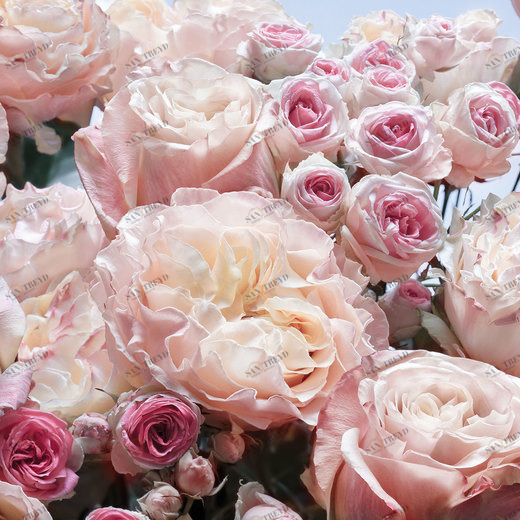 8-946 Фотообои Komar Englische Rosen 2.54х3.68 м 8946