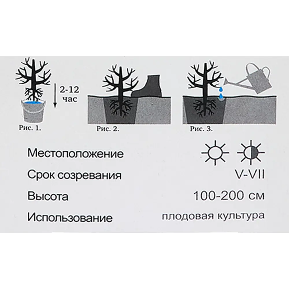Жимолость съедобная Пушкинская h40 см 86543994 STLM-2107931 Santreyd  - Вид №4