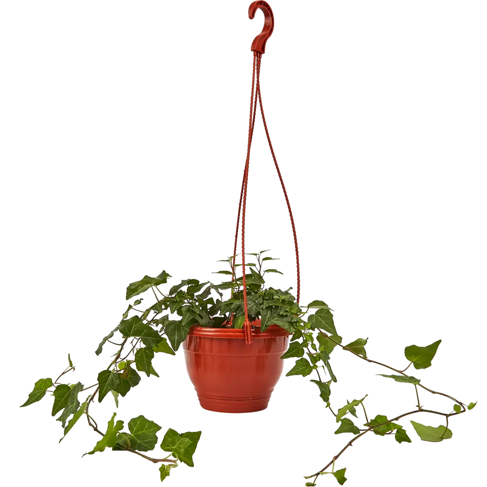 Santreyd Хедера — комнатное растение с декоративными листьями для вашего интерьера 85535973 STLM-0959571