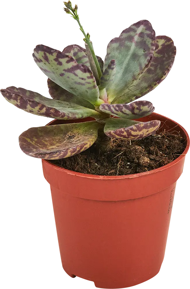 Santreyd Каланхое Зебра — комнатное растение с полосатыми листьями 87819688