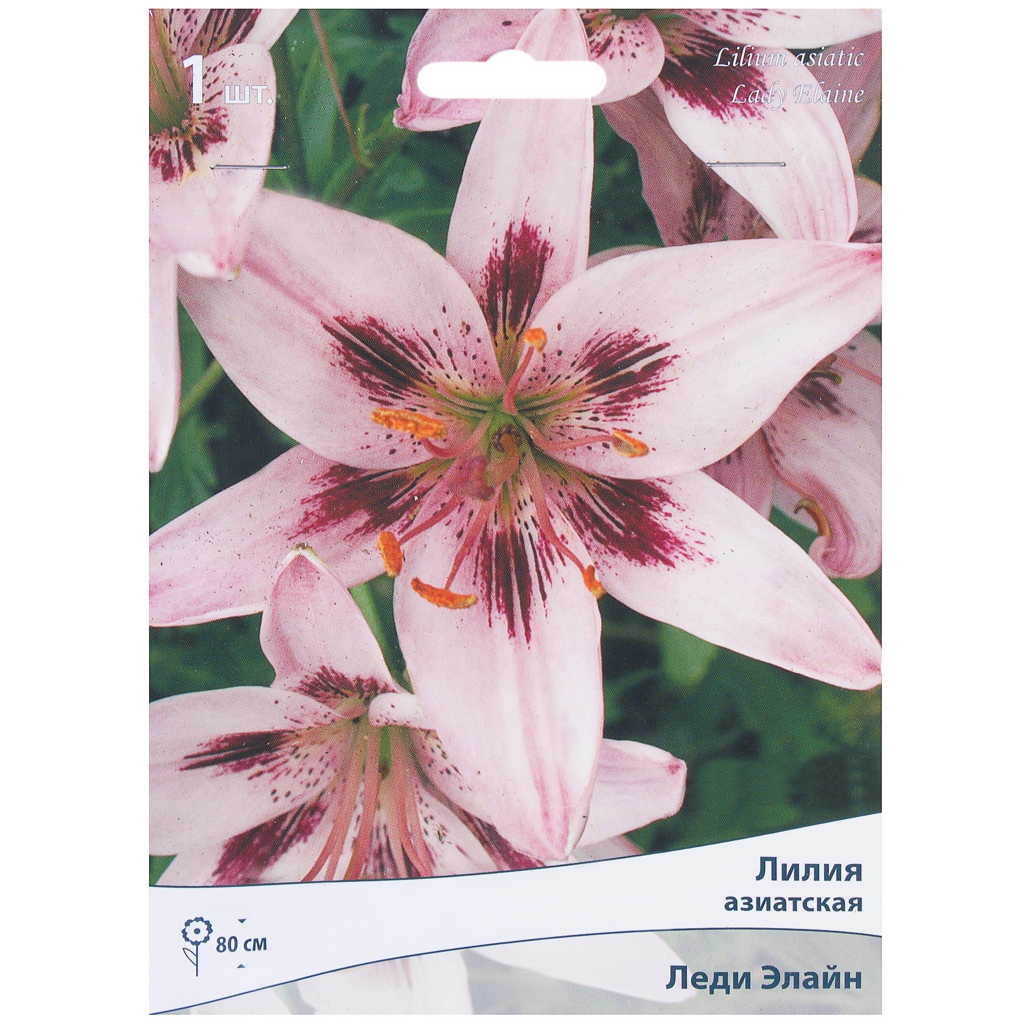 81945456 Лилия азиатская «Леди Элайн» Santreyd 