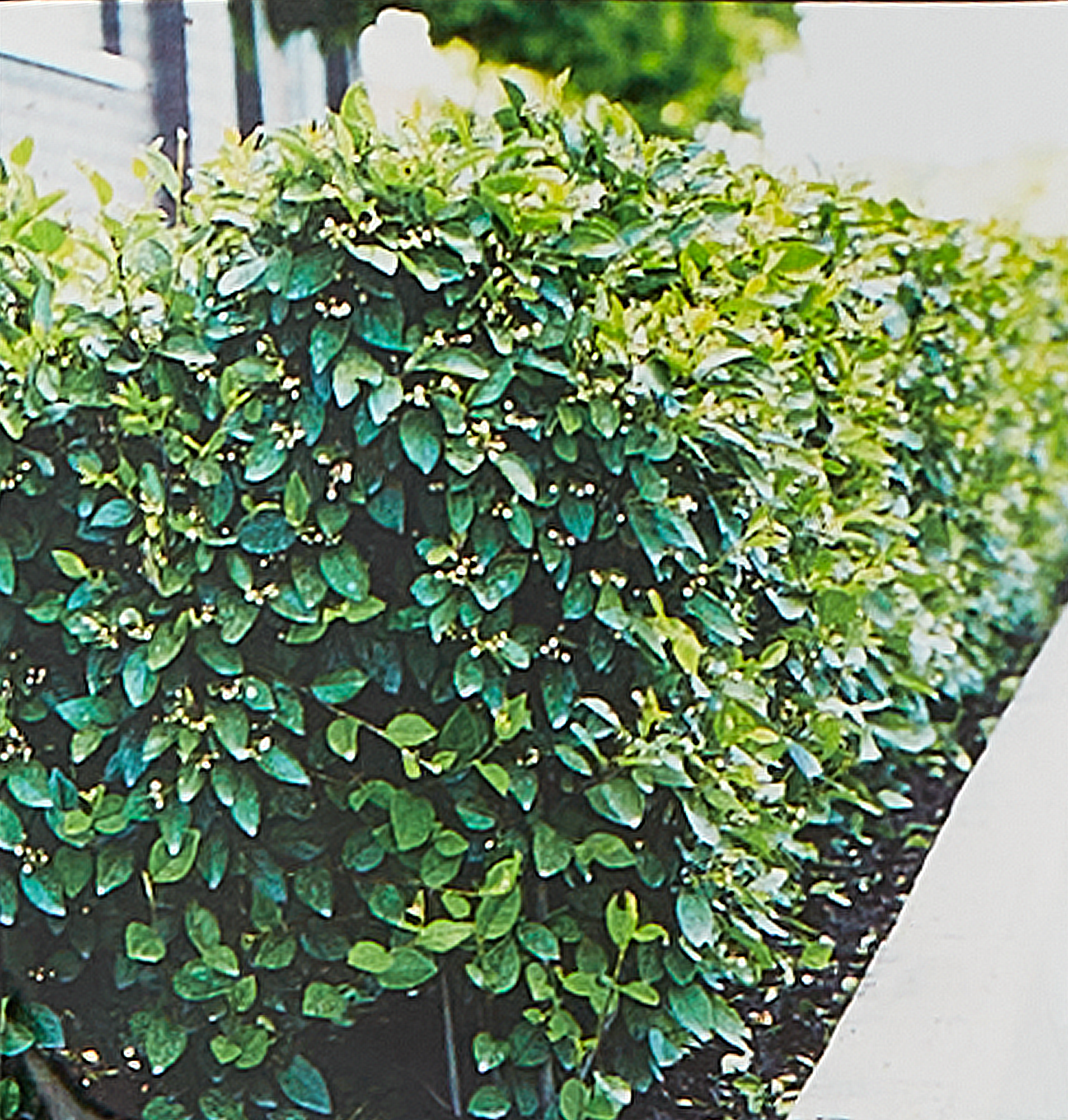 Кизильник блестящий Santreyd - декоративный кустарник с сезонной сменой окраски 85324895 STLM-0061499