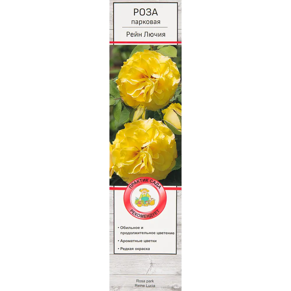 Розы парковые «Рейн Лючия» 18348689 STLM-2157979 Santreyd 