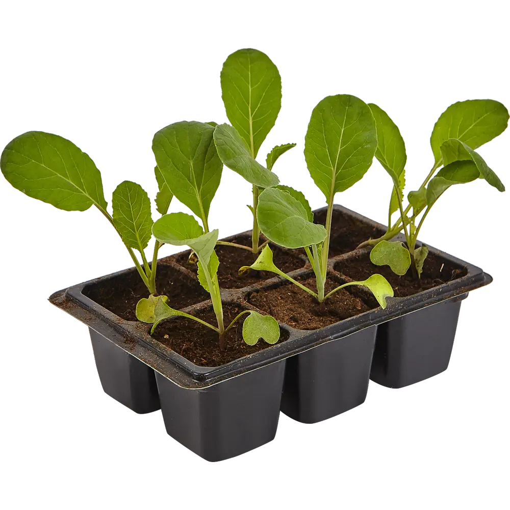 Капустаная в кассете 6 шт Поиск Santreyd STLM-2176351 - Вид №2