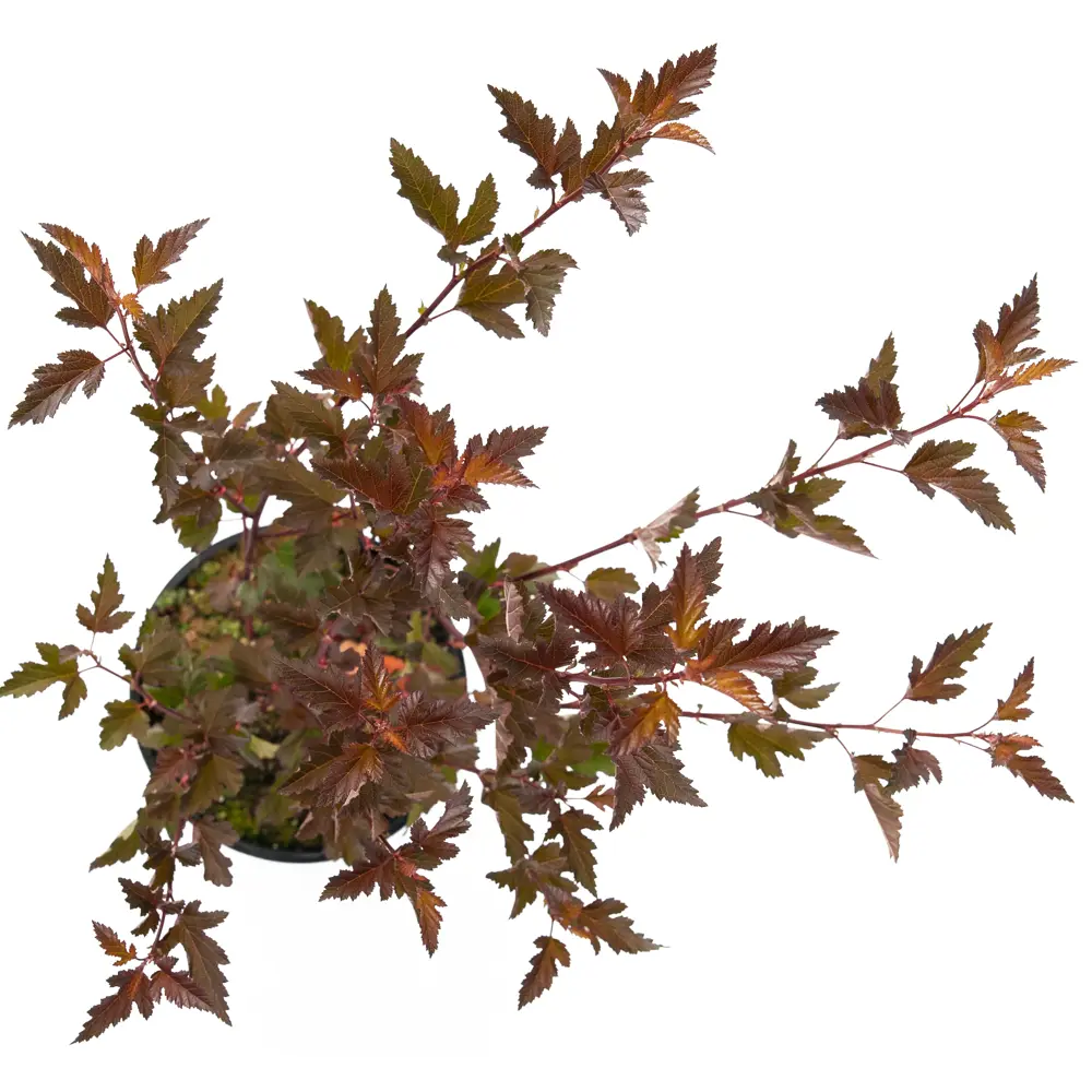 Пузыреплодник Red Baron от Santreyd - декоративный кустарник с красной листвой 85292565 STLM-0949327 - Вид №1