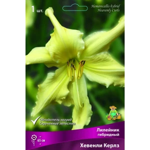 Лилейник гибридный Хевенли керлз луковица I 88295012 STLM-2090880