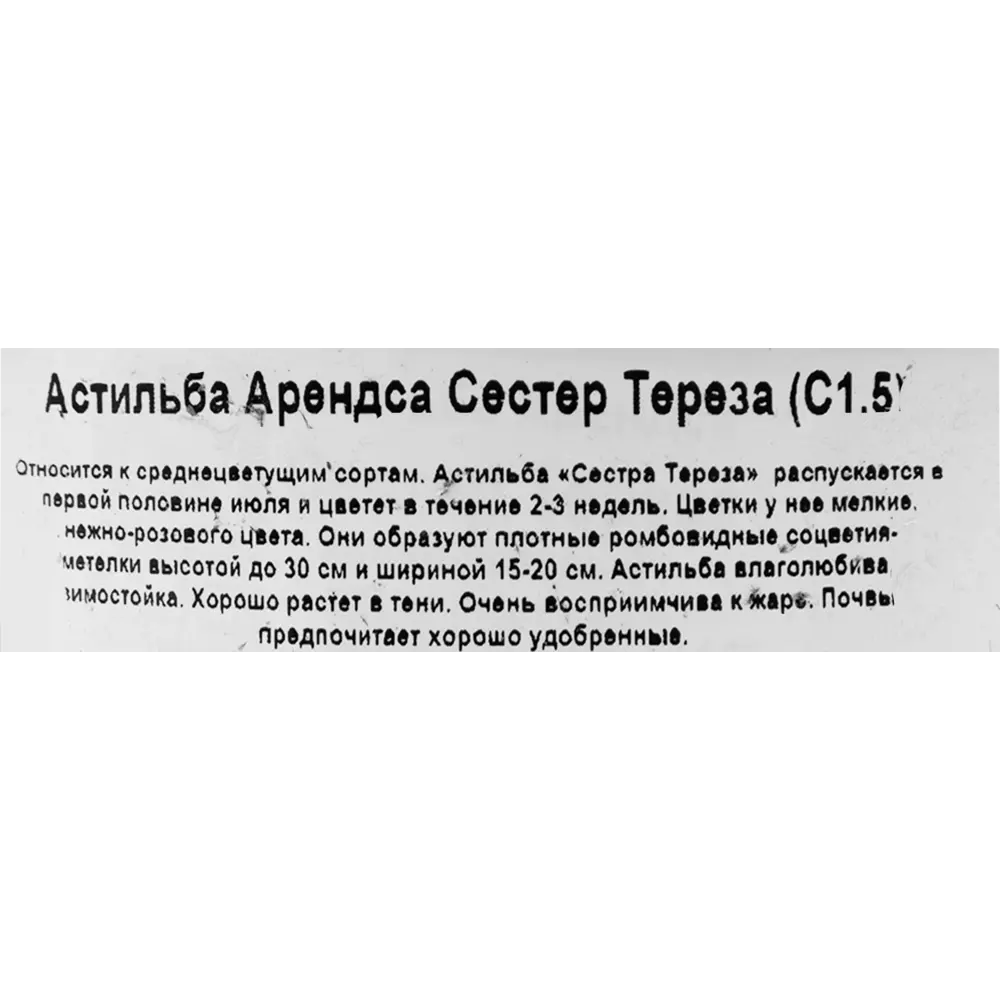 Астильба Арендса «Сестер Тереза» 15x20 см 82585321 STLM-2101807 Santreyd  - Вид №2