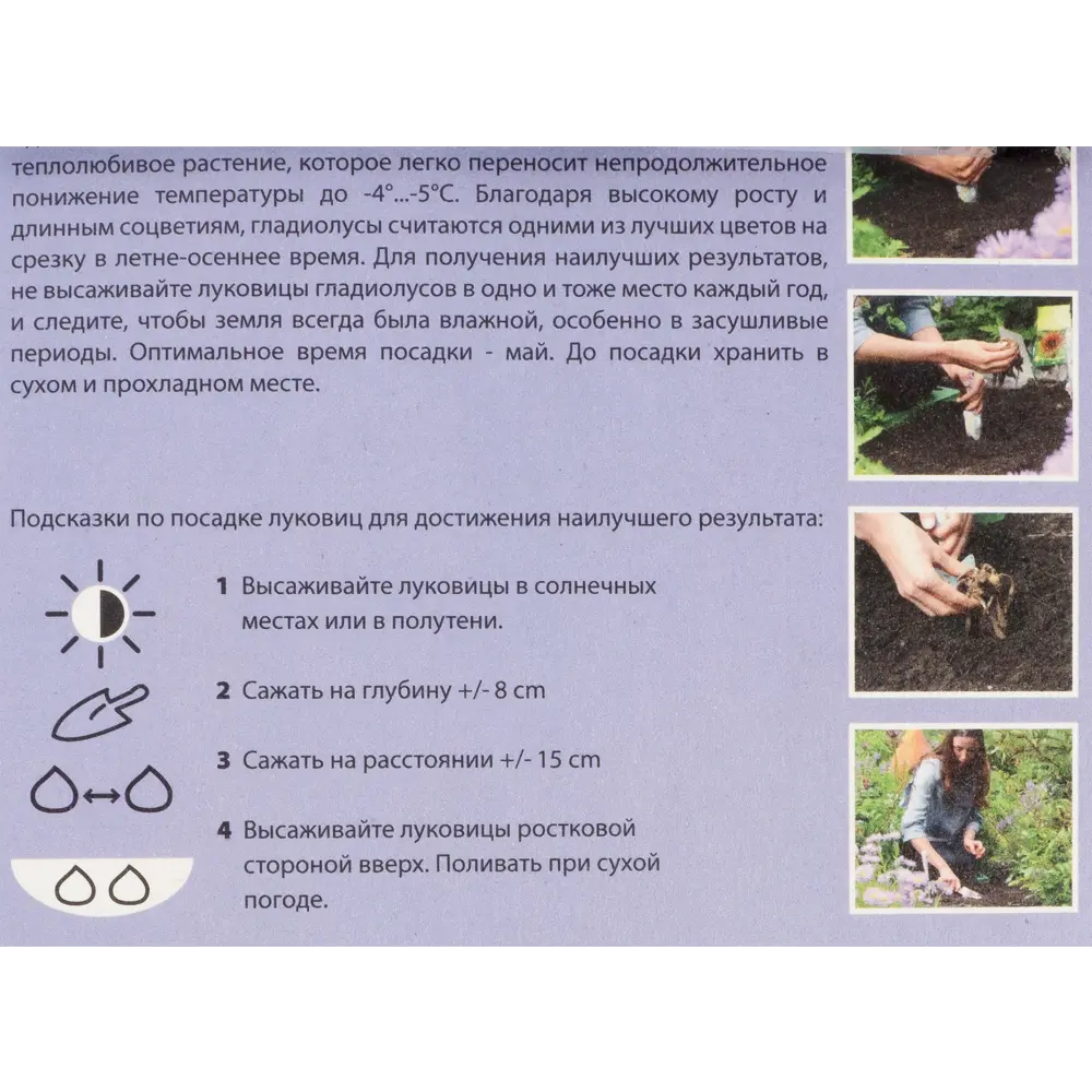 Гладиолус, смесь низких сортов, 8/10 Santreyd STLM-2085441 - Вид №2