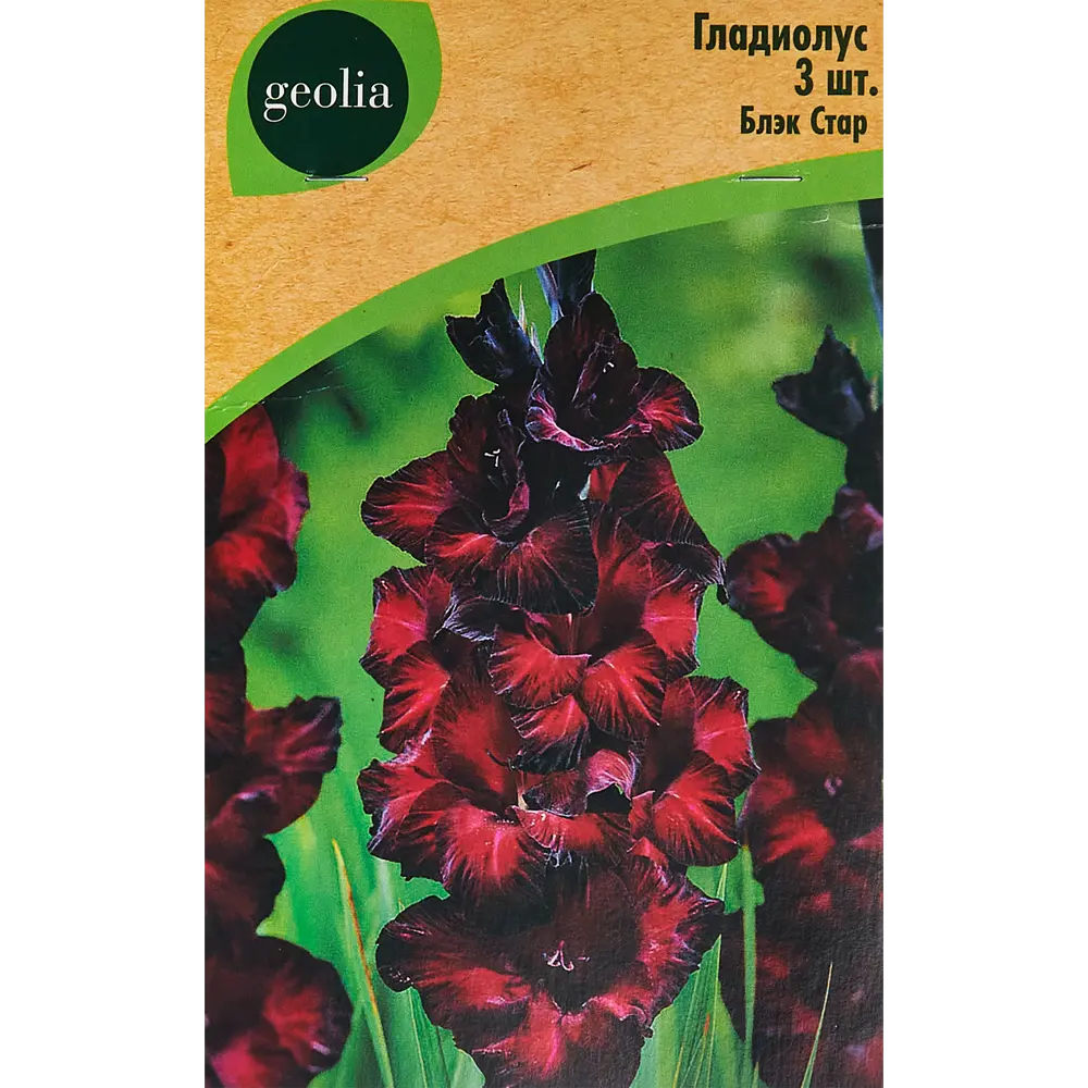 Гладиолус крупноцветковый Блэк Стар Geolia 3 шт 86408545 STLM-2064025 
