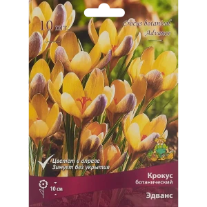Крокус ботанический Эдванс луковица 5/7, 10 шт. 88294627 STLM-2192498