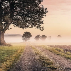 SH068-VD4-Misty-Morning Фотообои Komar Stefan Hefele 2.5х4 м