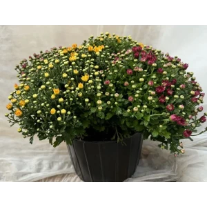 Хризантема ø25 h35 см 89395104 STLM-2072423