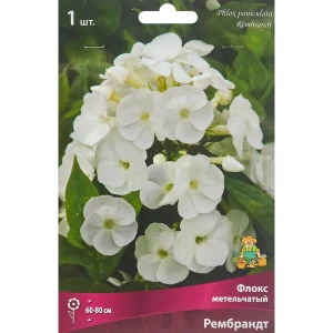 Флокс метельчатый Рембрандт луковица I 88294972 STLM-2108145