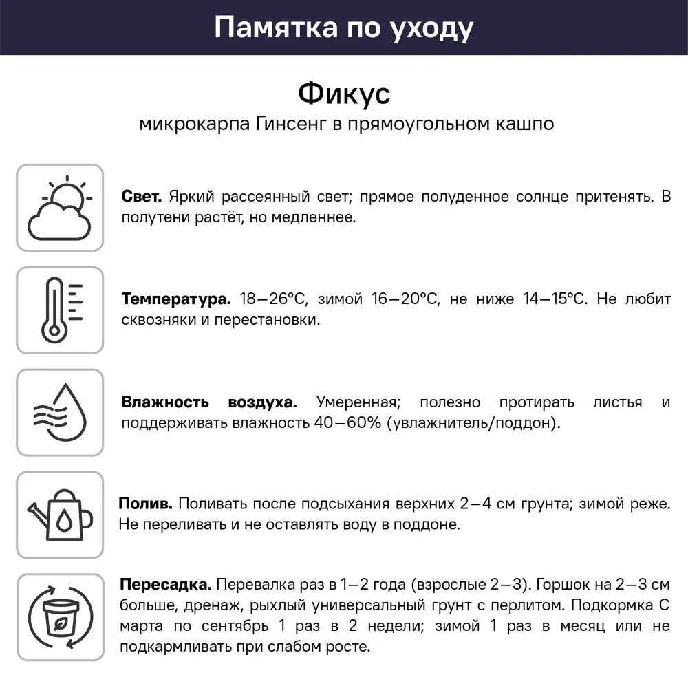 Фикус Микрокарпа Гинсенг в кашпо ø12 h15 см 89421995 STLM-2109776 Santreyd  - Вид №3