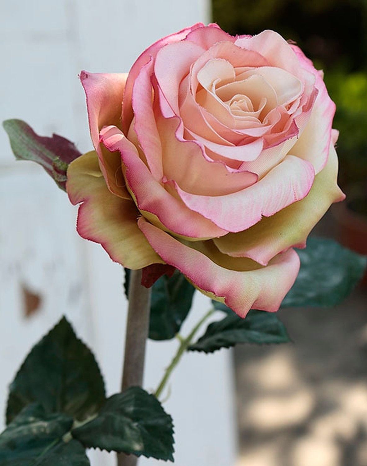 2313 705 a2 Ложная роза 'Curiosa', 77 см, бело-розовая H-andreas  - Вид №2