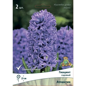 Гиацинт Атлантик ПОИСК - фиолетовые луковицы для сада 85205022