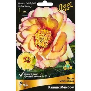 Пион ито-гибрид Кэллис Мемори 89351847 STLM-2109628
