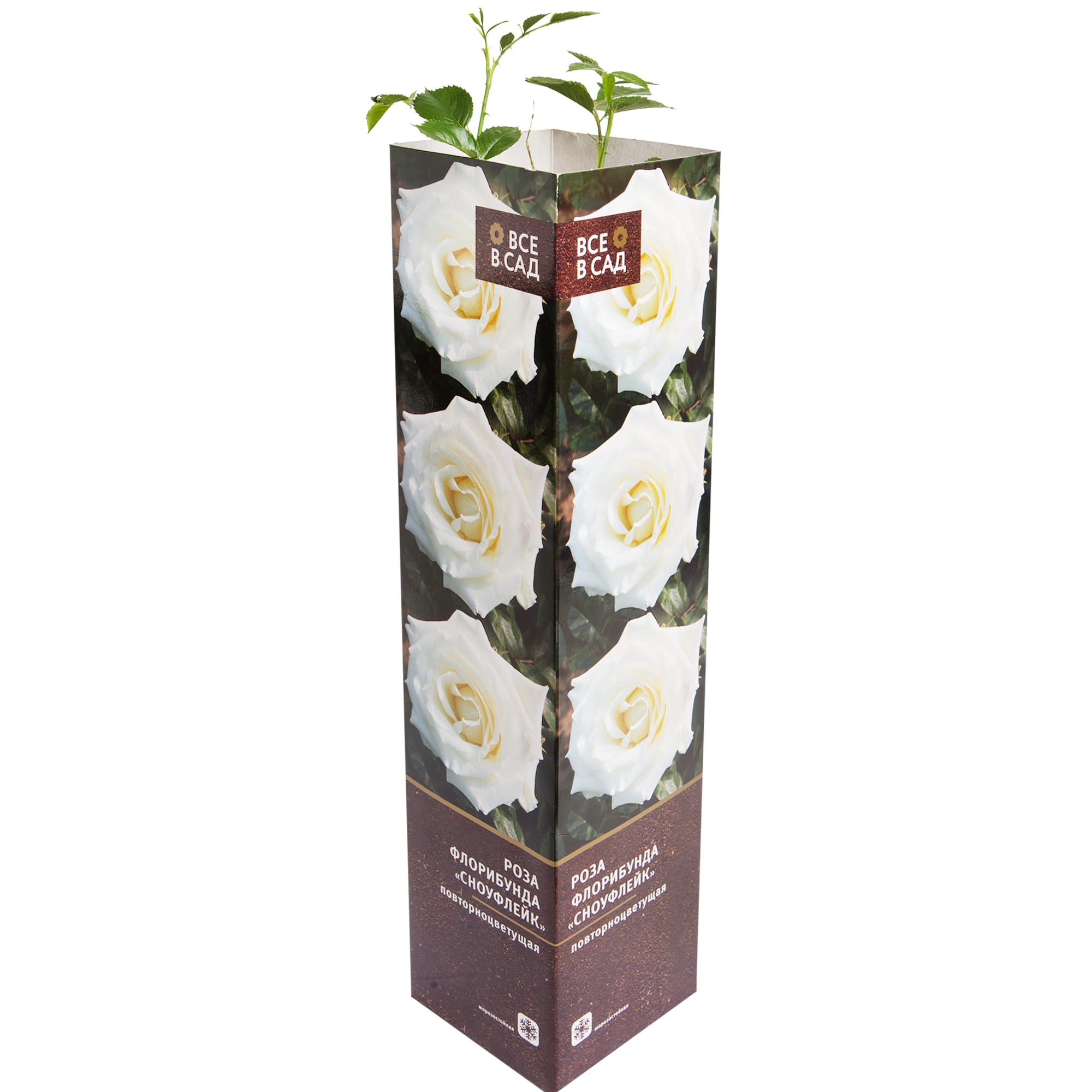 82142837 Роза флорибунда «Сноуфлейк» в тубе Santreyd 