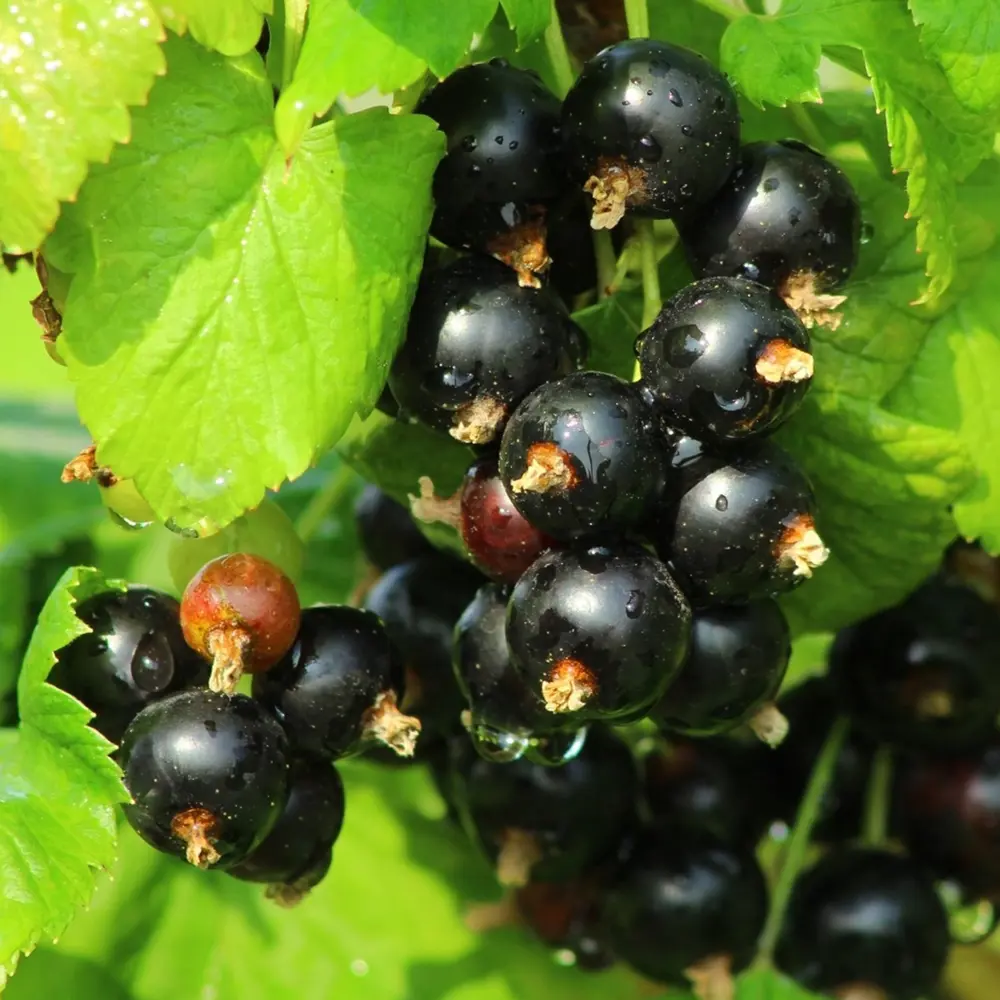 Смородина черная Ажурная ø16 h40 см Santreyd STLM-2184477