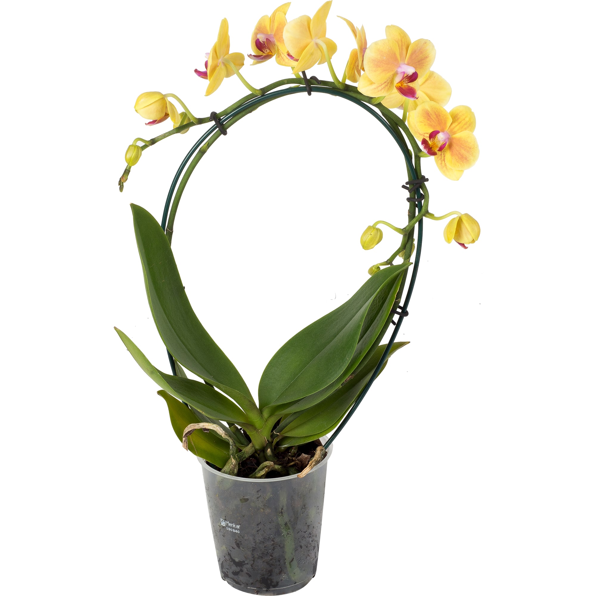 82330249 Орхидея Фаленопсис Экстра микс каскад 2 стебля ø9 h40 см Santreyd 