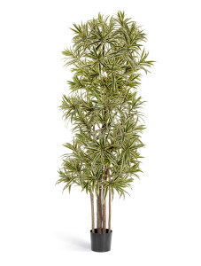 10.36706NG Драцена Рефлекса Золотая Цветочная коллекция