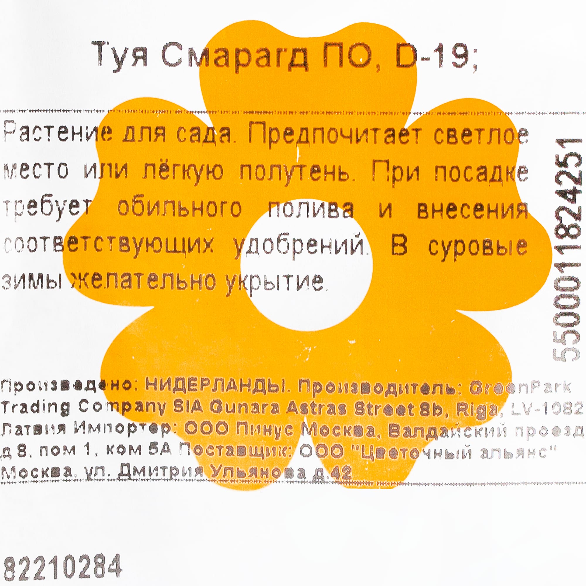 82210284 Туя Смарагд, d19 см, h80 см Santreyd  - Вид №1