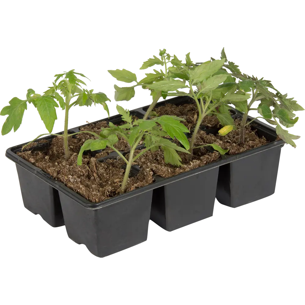 Томат «Бычье сердце» Santreyd STLM-2111810