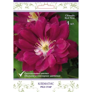 Клематис крупноцветковый Ред Стар h15 см 83431389 STLM-2165039