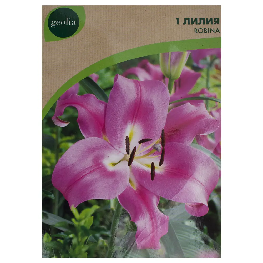 Лилия Robina Geolia, 14/16 STLM-2140821