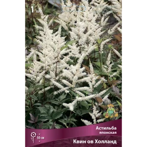 Астильба японская Квин Ов Холланд 85205501 STLM-2012533