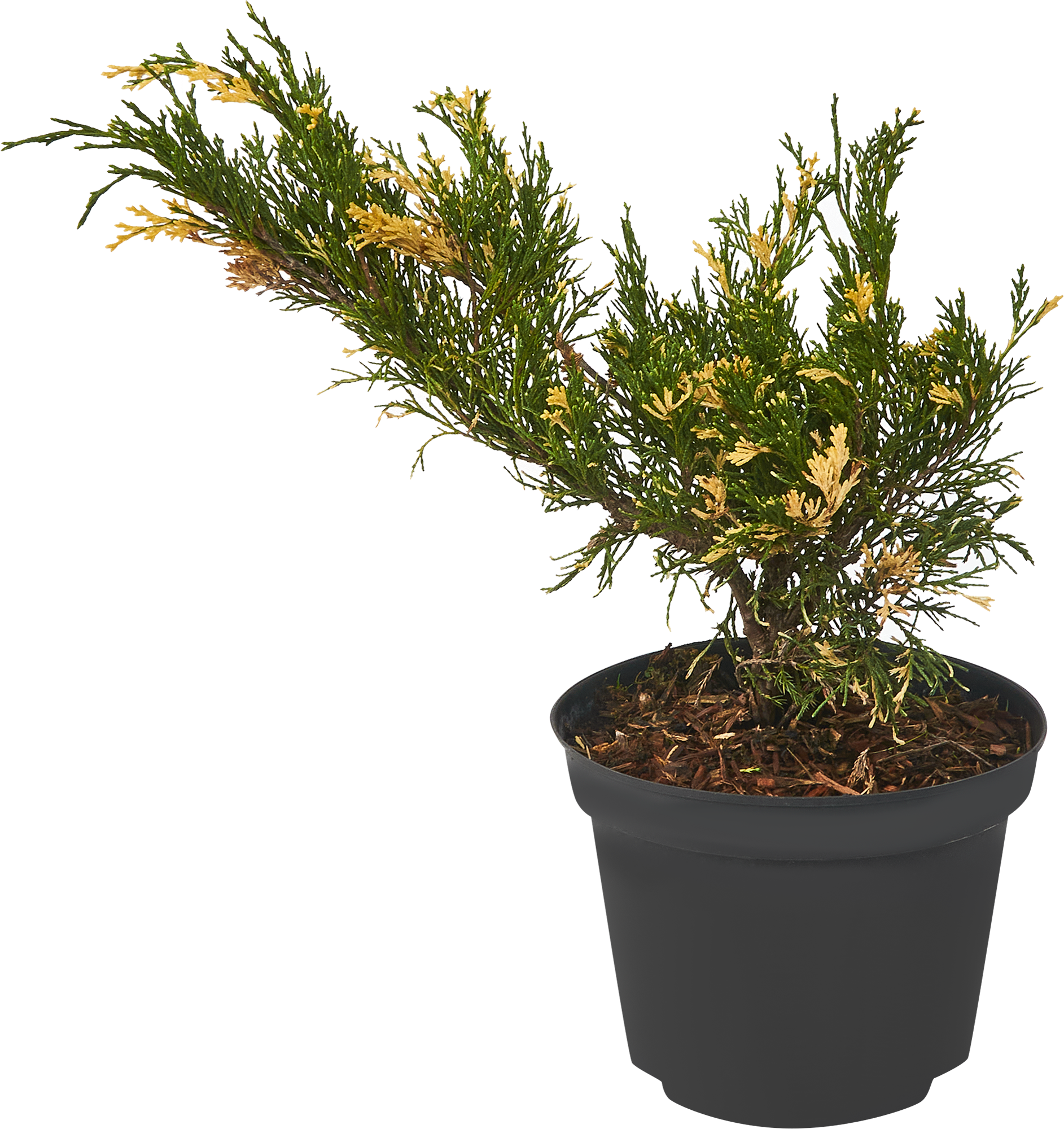 Можжевельник виргинский Santreyd - саженец для ландшафтного дизайна 84429215 STLM-0049929 - Вид №1