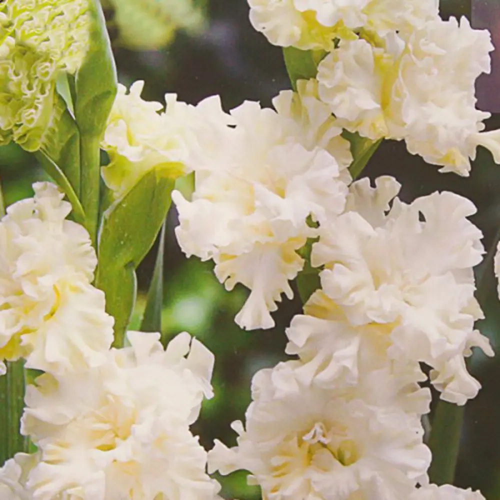 Гладиолус крупноцветковый Калуга 7 шт. 83628492 STLM-2102478 BLOOMING LIFE 
