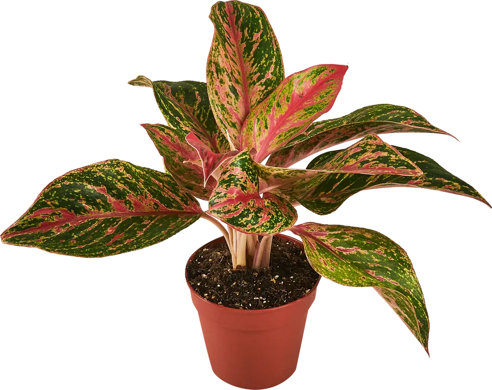 Santreyd Аглаонема Люкс микс — комнатное растение с малиновым кантом 87819686