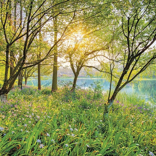 8-524-Spring-Lake Фотообои Komar Scenics Edition 2 2.54х3.68 м 8524SPRINGLAKE