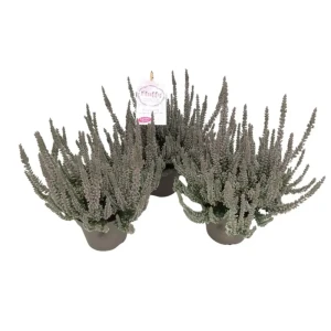 Калунна Вельвет Флаффи - декоративный кустарник для альпинария 89437939