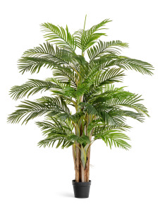 10.071923N Пальма Арека Катеху де Люкс Цветочная коллекция