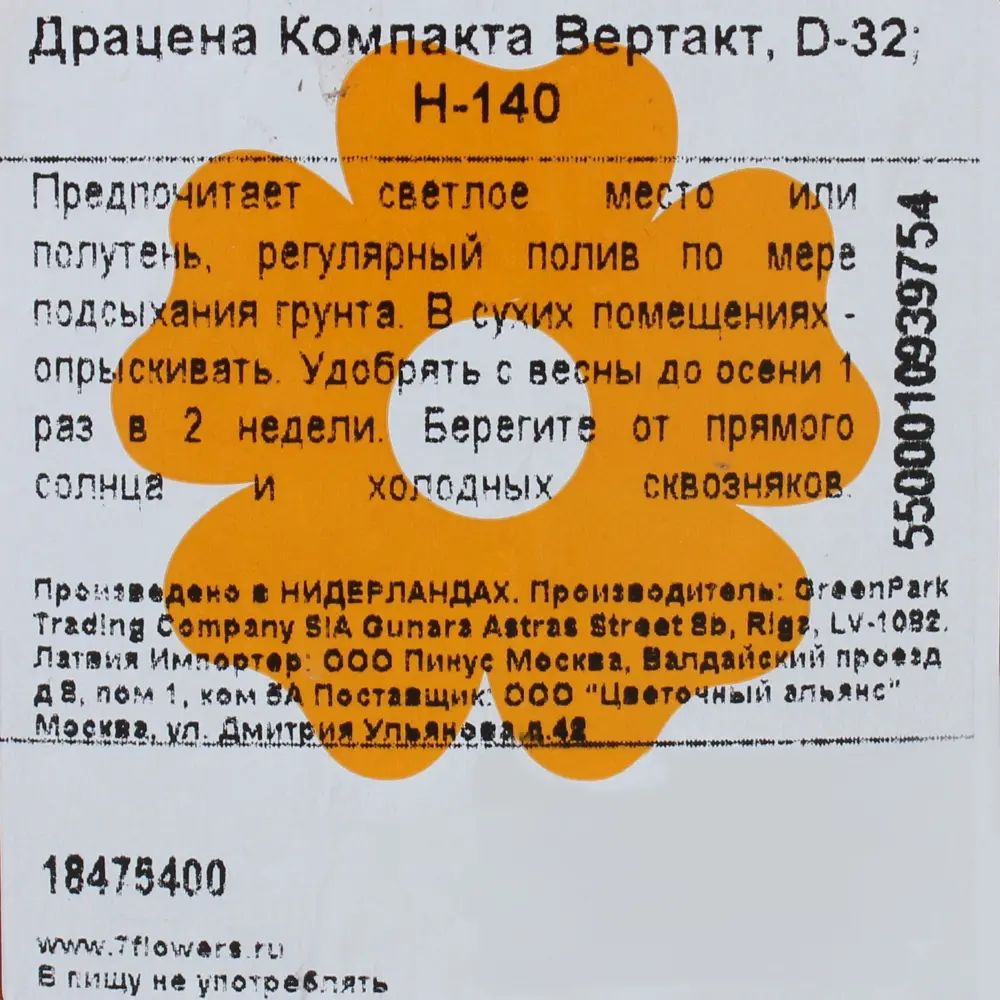 Драцена «Компакта Вертакт» 32x140 см 18475400 STLM-2003778 Santreyd  - Вид №2