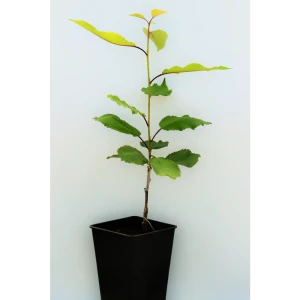 Черешня «Ленинградская чёрная» 1 год 12.5x30-50 см 82610478 STLM-2082152