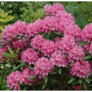 Рододендрон Гаага ø15 h30 см 85606569 STLM-2157827