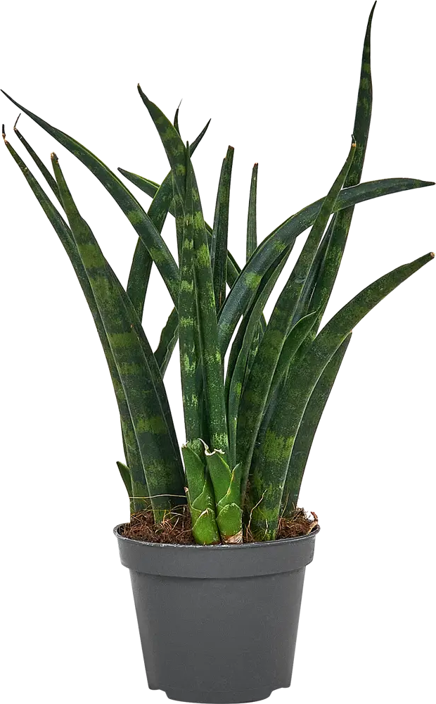 Сансевиерия Вернвуд Santreyd - изящный щучий хвост для интерьера 87959841